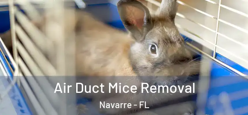 Air Duct Mice Removal Navarre - FL